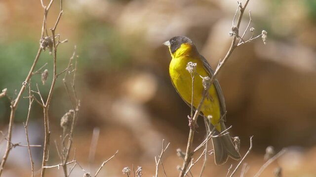 Black headed bunting on twig
Close up shot view, Mount Hermon Israel

