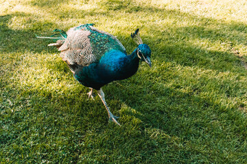 Fototapeta premium peacock in the grass