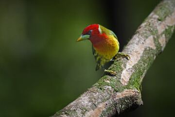 Red-headed barbet perched on branch