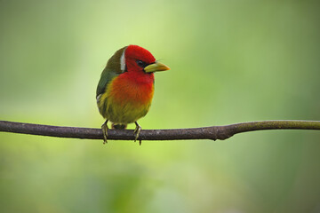 Red-headed barbet perched on branch