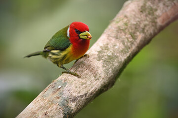 Red-headed barbet holds seed perched on branch