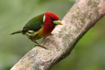 Red-headed barbet perched on branch