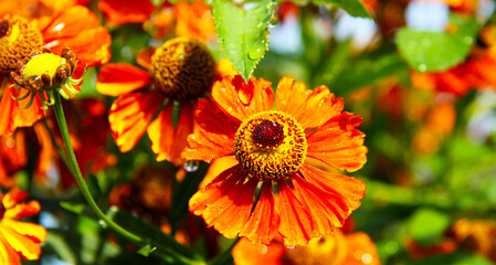 Bright red-yellow flowers of helenium. Blooming garden. For backgrounds, wallpapers and postcards.