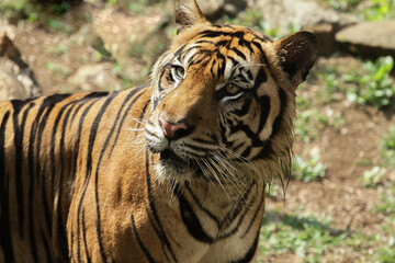 portrait of a tiger