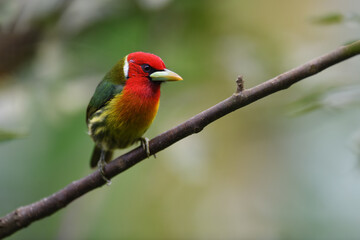 Obraz premium Red-headed barbet perched on branch