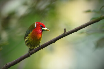 Red-headed barbet perched on branch