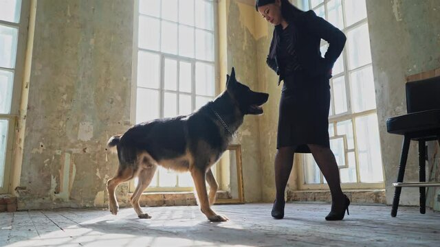 Dog is looking for a ball hidden by the owner. Young girl in the studio plays with the dog with the ball. High quality 4k footage.