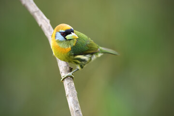 Red-headed barbet perched on branch