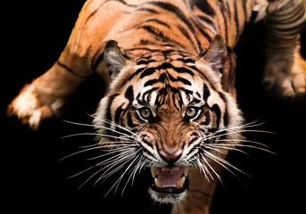 Deurstickers portrait of a sumatran tiger © pito