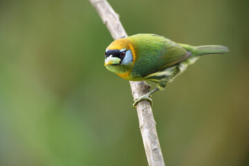 Red-headed barbet perched on branch