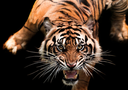 portrait of a sumatran tiger