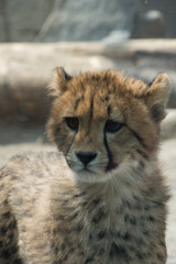 チーターの子供