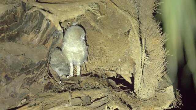 Striated scops owl chicks on tree, Jordan valley, Israel
Long shot view,summer, 2020
