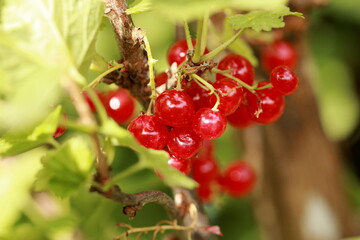 Grappe de groseilles