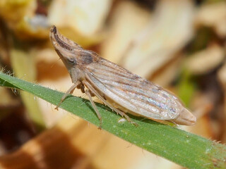 Leafhopper (Eupelix cuspidata), female