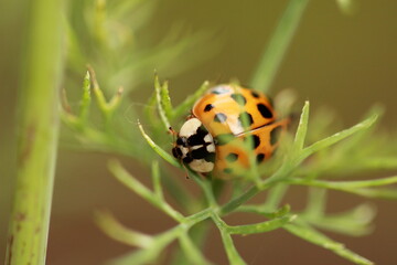 Fototapeta premium Coccinelle orange