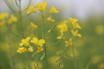 Obraz premium 부여 유채꽃