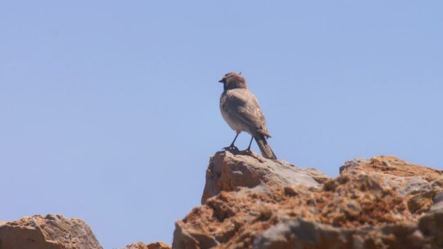 Horned lark in the wind on a rock,
 Mount Hermon view,Close up, Israel
