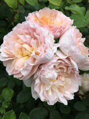 soft pink roses in a bunch