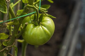 Close up macro view of tomatoes getting nature. Healthy food concept. 