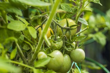 Beautiful interior view of half ripe tomato in greenhouse. Gardening concept background. 
