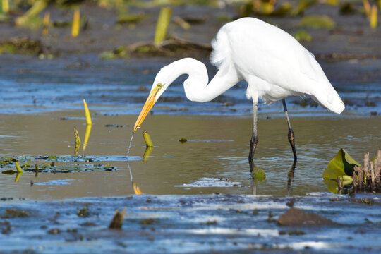 Great Egret in marsh