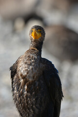 Juvenile Double Crested Cormorant