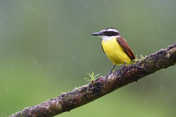 Great kiskadee perched on moss branch in rain