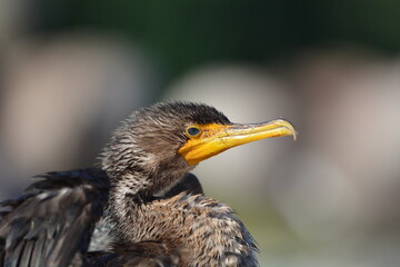 Juvenile Double Crested Cormorant
