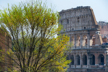 Obraz premium Colosseum from Palatine Hill, Roman Forum, Rome, Italy, Europe
