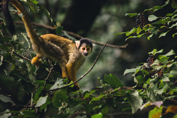 kletterndes Totenkopfäffchen