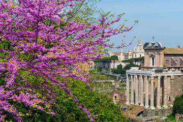 Roman Forum, Rome, Italy, Europe