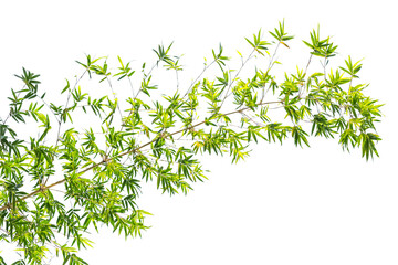 bambou sur fond blanc 