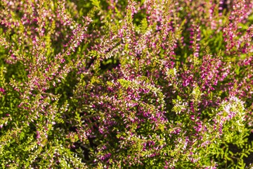 Close up view of decorative green plant with purple flowers. Beautiful natural backgrounds.  