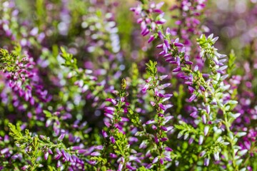 Close up view of decorative green plant with purple flowers. Beautiful natural backgrounds.  