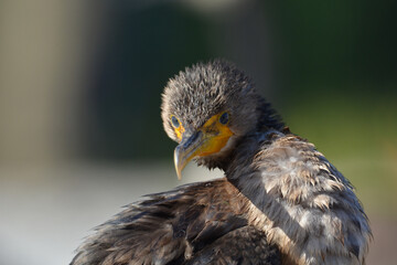 Fototapeta premium Juvenile Double Crested Cormorant