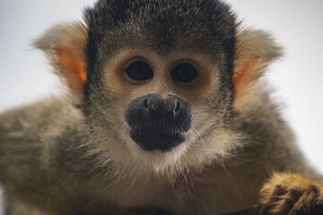 Gesicht eines bolivianischen Totenkopfaffen