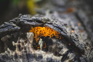 orange mushroom on tree bark