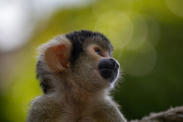 Gesicht eines Totenkopfaffen