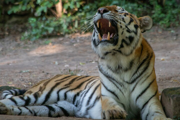 Fototapeta na wymiar brüllender Tiger