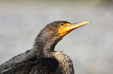Juvenile Double Crested Cormorant