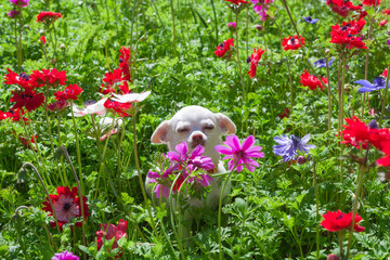 chihuahua blanco en el jardin entre flores de colores