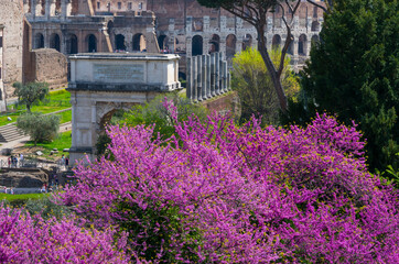 Obraz premium Palatine Hill, Roman Forum, Rome, Italy, Europe