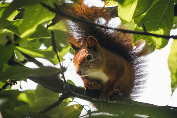 Eichhörnchen im Baum