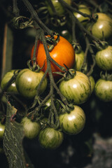 Tomaten aus dem eigenen Garten