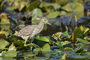 Fototapeta premium Juvenile Black Crowned Night Heron walking in a marsh