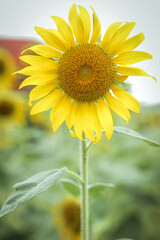 Smiling girl in sunflowers. Summer, joy, happiness.