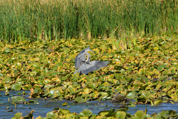 Great Blue heron with a fish