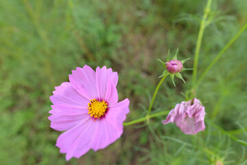 Fototapeta premium コスモスの蕾