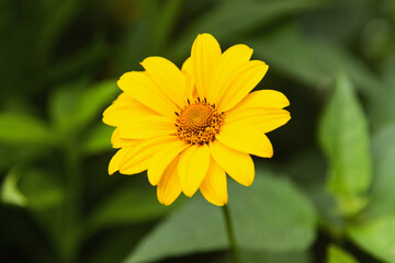 yellow daisy, flower close-up. flowers with bokeh effect